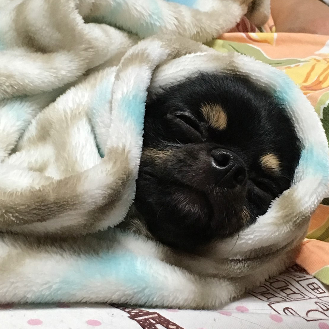 町のトリミングサロン ベリー