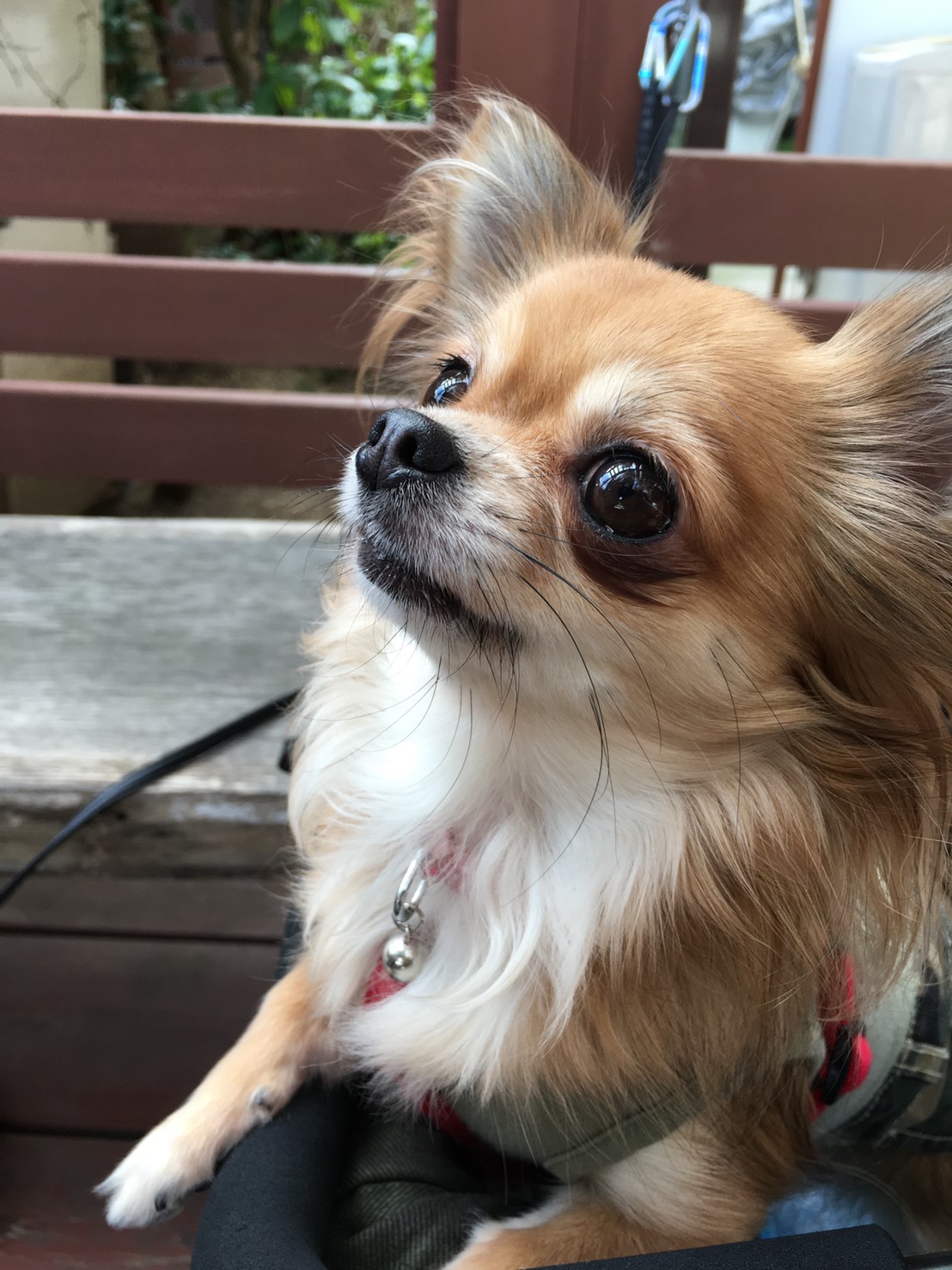 町のトリミングサロン ベリー