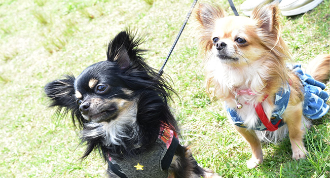 町のトリミングサロン ベリー